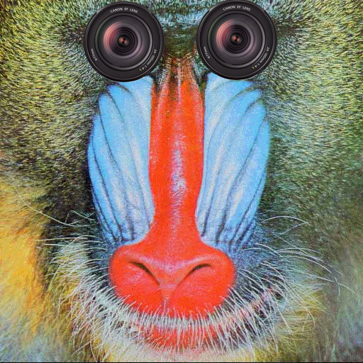 assmonkey.jpg